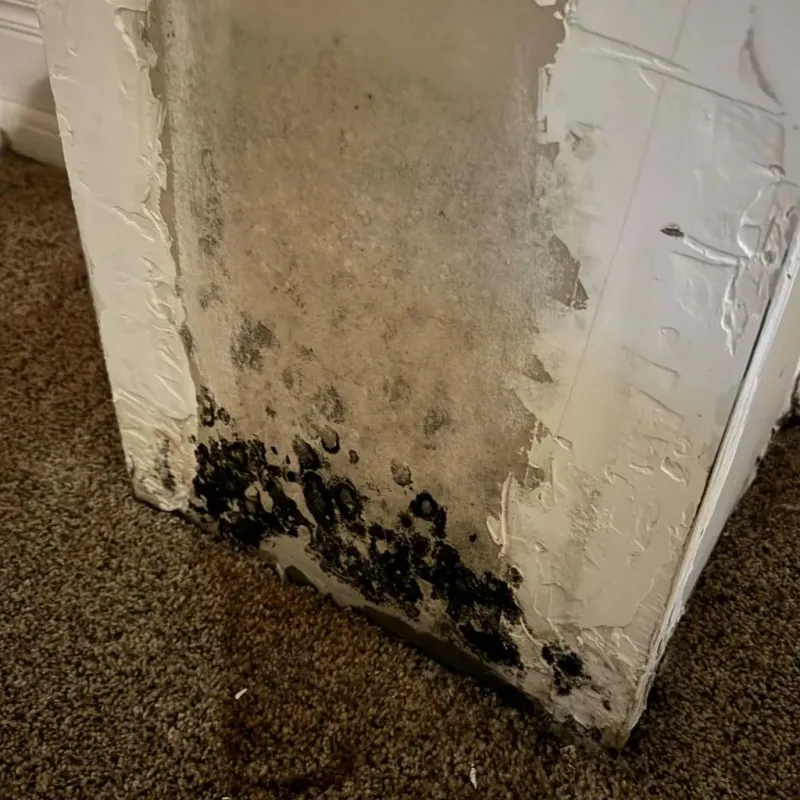 Professional Mold Removal in New Hope, MS